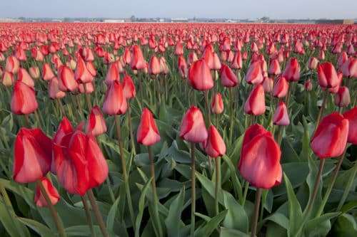 Tulip Mania